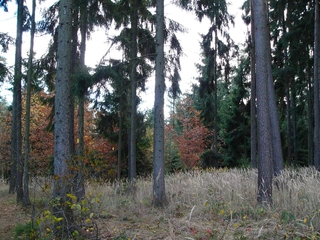 Lesní pozemky 32.154 m2 v k.ú. Přemyslovice