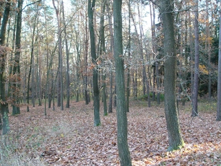 Lesní pozemky 32.154 m2 v k.ú. Přemyslovice