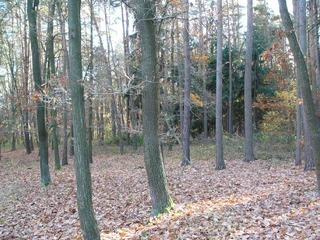 Lesní pozemky 32.154 m2 v k.ú. Přemyslovice