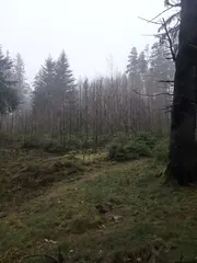Lesní pozemky Benešova Hora