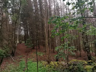 Lesní Pozemky 16.352 m2 Kúsky u Velkého Meziříčí (celek IV)