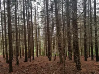Lesní Pozemky 16.352 m2 Kúsky u Velkého Meziříčí (celek IV)