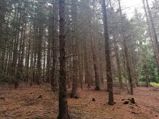 Lesní Pozemky 16.352 m2 Kúsky u Velkého Meziříčí (celek IV)