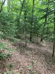 Lesní pozemky Pozděchov, okres Vsetín