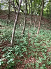 Lesní pozemky Pozděchov, okres Vsetín