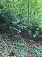 Lesní pozemky Pozděchov, okres Vsetín
