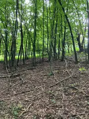 Lesní pozemky Pozděchov, okres Vsetín