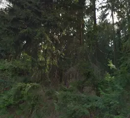 Lesy - Kladruby u Vlašimi
