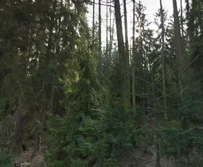 Lesy - Kladruby u Vlašimi