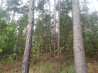 Lesy - Kněževes