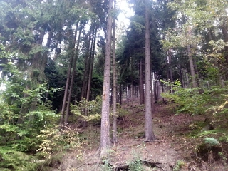 Lesy - Kněževes