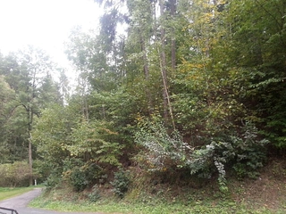 Lesy - Kněževes