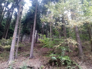 Lesy - Kněževes