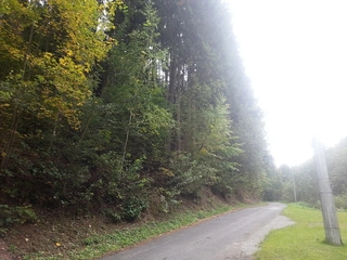 Lesy - Kněževes