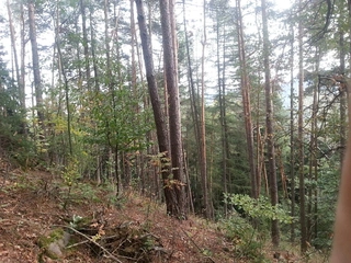 Lesy - Kněževes