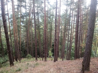 Lesy - Kněževes