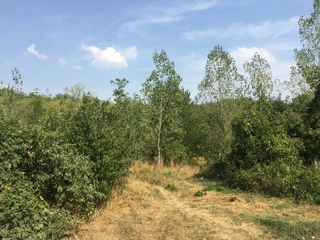 Lesy - Libiš, LESS & FOREST s.r.o.