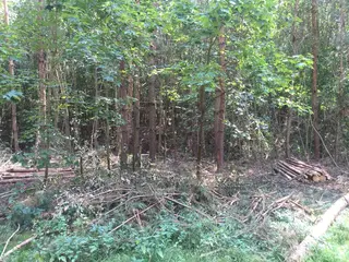 Lesy - Radouň