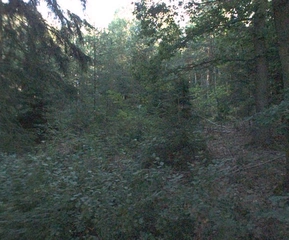 Lesy - Štěpánov u Skutče, LESS & FOREST s.r.o.