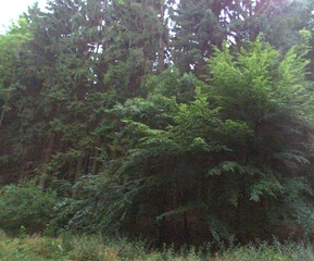 Lesy - Střemy, LESS & FOREST s.r.o.