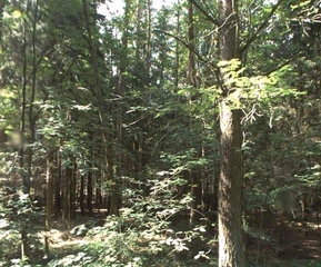 Lesy - Všeradov, LESS & FOREST s.r.o.