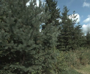 Lesy - Všeradov, LESS & FOREST s.r.o.