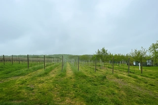 Pozemky 2 471 m2, k.ú. Blatnice pod Svatým Antonínkem, okres Hodonín