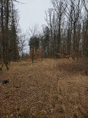Lhotka u Kroměříže-lesní pozemek