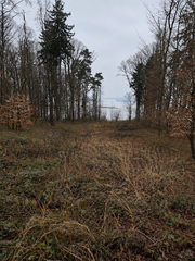 Lhotka u Kroměříže-lesní pozemek