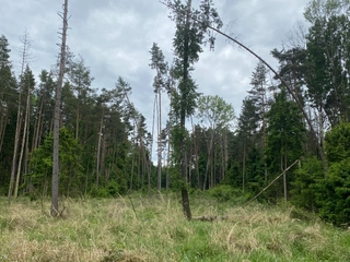 Pozemek p.č. 585/12 Lštění nad Zubřinou, obec Blížejov, okres Domažlice