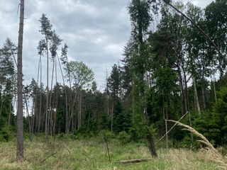 Pozemek p.č. 585/12 Lštění nad Zubřinou, obec Blížejov, okres Domažlice