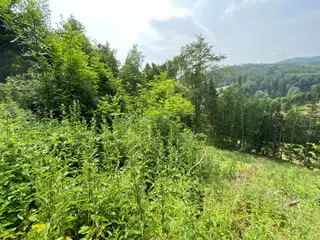 Pozemek Bušín, okres Šumperk  