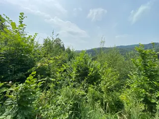 Pozemek Bušín, okres Šumperk  