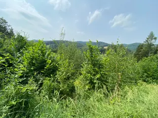 Pozemek Bušín, okres Šumperk  