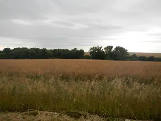 Pozemek k.ú. Křenice u Prahy