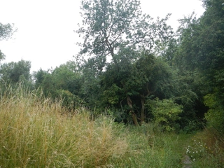 Pozemek k.ú. Křenice u Prahy