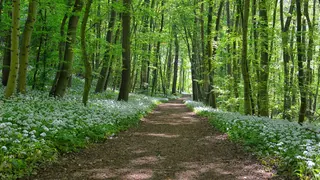 Lesní pozemek Zdešov 8641 m2