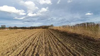 Pozemek - vinice Mutěnice, okres Hodonín