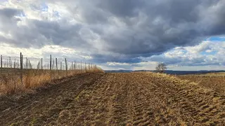 Pozemek - vinice Mutěnice, okres Hodonín