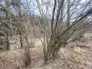 Pozemek Šebířov, okres Tábor