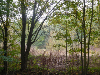 Pozemek 3000 m², v obci Chomutov