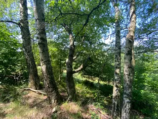 Pozemky Dolní Bohdíkov, okres Šumperk