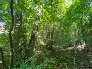 Pozemky Dolní Bohdíkov, okres Šumperk