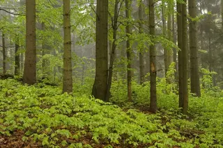 Pozemky v národním parku Špindlerův Mlýn