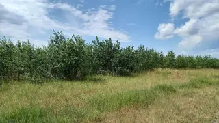Prodej plantáže rychle rostoucích dřevin - Droužkovice, Nezabylice a Všehrdy (Chomutov).