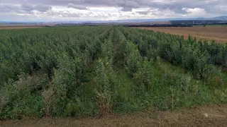 Prodej plantáže rychle rostoucích dřevin - Droužkovice, Nezabylice a Všehrdy (Chomutov).
