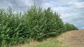 Prodej plantáže rychle rostoucích dřevin - Droužkovice, Nezabylice a Všehrdy (Chomutov).