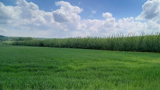 Prodej plantáže rychle rostoucích dřevin Kvítkovice (České Budějovice)