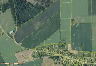 Prodej plantáže rychle rostoucích dřevin - Malé Heraltice (Opava)