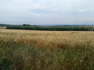 Prodej plantáže rychle rostoucích dřevin - Malé Heraltice (Opava)